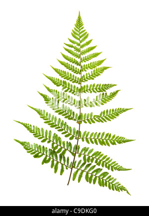 Feuille de fougère, Fougère, Bouclier Japonais Dryopteris erythrosora. Banque D'Images