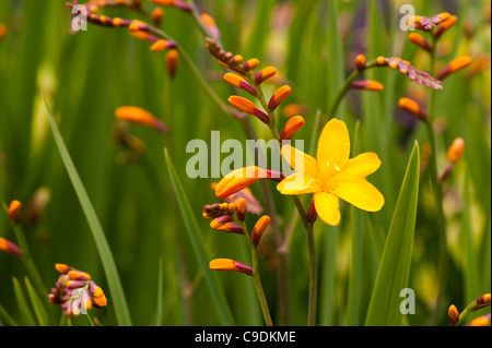 Crocosmia x crocosmiiflora 'Columbus', Montbretia, en fleurs Banque D'Images