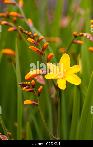 Crocosmia x crocosmiiflora 'Columbus', Montbretia, en fleurs Banque D'Images