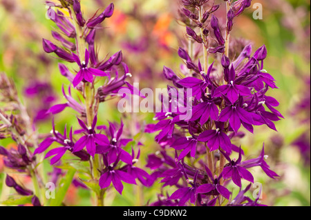 Lobelia x speciosa 'Hadspen Purple' en fleurs Banque D'Images