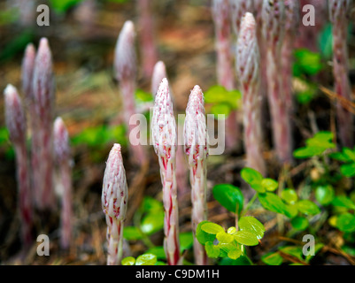 Barber pole, ou des bonbons Stick (Allotropa virgata). La Forêt nationale de Rogue River, Oregon Banque D'Images