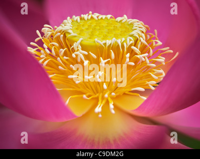 Close up de fleur de lotus. Oregon Banque D'Images