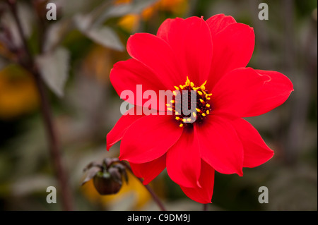 Dahlia 'évêque de Llandaff' en fleurs Banque D'Images