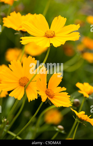 Le Coreopsis 'chnittgold', Tickseed, en fleurs Banque D'Images