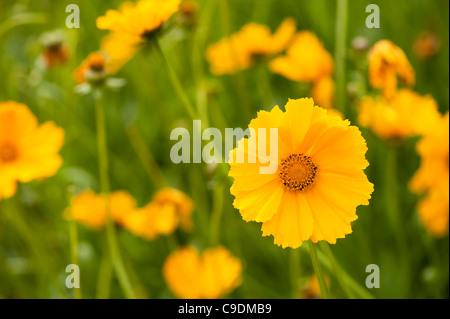 Le Coreopsis 'chnittgold', Tickseed, en fleurs Banque D'Images