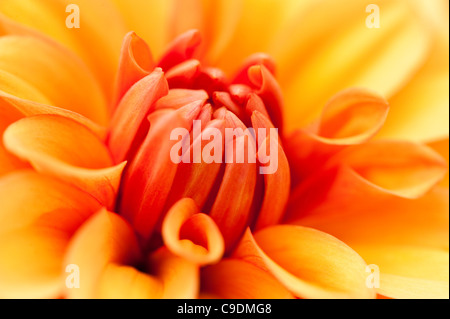 Dahlia 'David Howard' en fleurs Banque D'Images