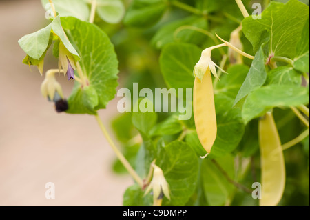 Pisum sativum 'Golden Sweet', mange-tout Banque D'Images