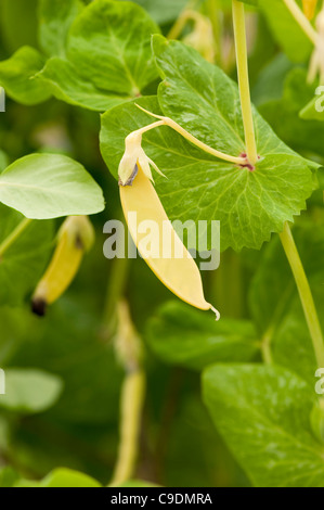 Pisum sativum 'Golden Sweet', mange-tout Banque D'Images