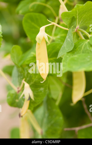 Pisum sativum 'Golden Sweet', mange-tout Banque D'Images