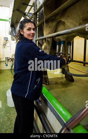 Locatelli farm, troupeau de vaches, Reggetto, Vallée de Taleggio, Lombardie, Italie Banque D'Images