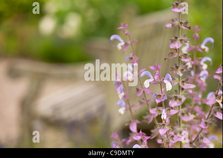 Salvia sclarea var turkestanica, sauge sclarée, en fleurs Banque D'Images
