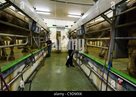 Locatelli farm, troupeau de vaches, Reggetto, Vallée de Taleggio, Lombardie, Italie Banque D'Images