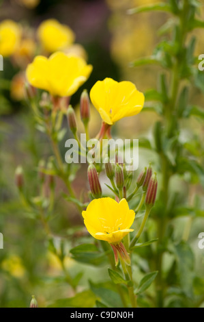 L'Oenothera biennis, Onagre commune, en fleurs Banque D'Images