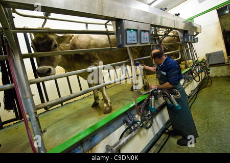 Locatelli farm, troupeau de vaches, Reggetto, Vallée de Taleggio, Lombardie, Italie Banque D'Images