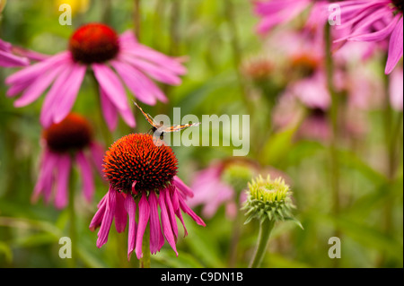 Echinacea purpurea, l'échinacée, avec un papillon écaille Banque D'Images