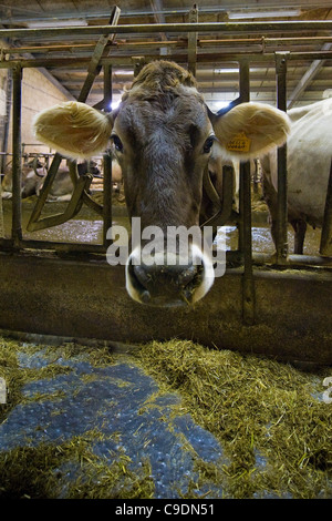 Locatelli farm, troupeau de vaches, Reggetto, Vallée de Taleggio, Lombardie, Italie Banque D'Images