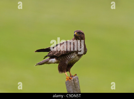 Buse variable Buteo buteo sur un piquet,Ireland Banque D'Images