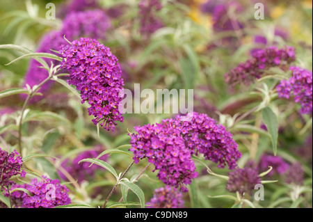 Buddleja davidii 'Nanho Purple' en fleurs Banque D'Images