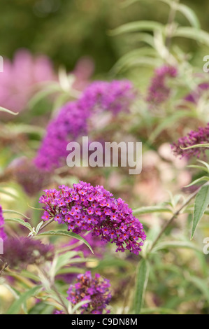 Buddleja davidii 'Nanho Purple' en fleurs Banque D'Images