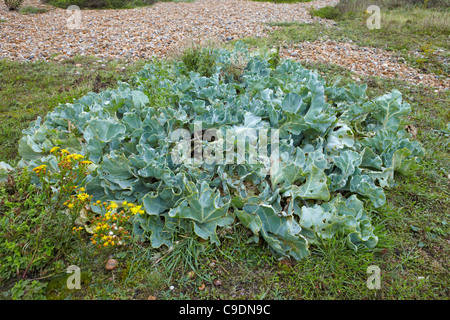 Ou le chou kale mer ou Crambe maritima Banque D'Images