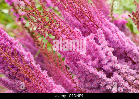 Astilbe chinensis var taquetii 'Purpurlanze' en fleurs Banque D'Images