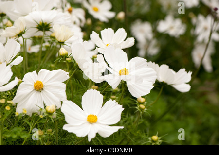 Cosmos bipinnatus 'pureté' en fleurs Banque D'Images