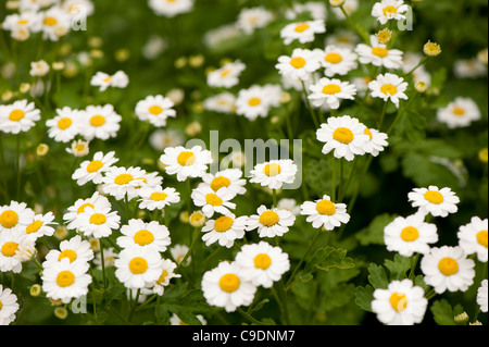 Tanacetum parthenium, Grande camomille, en fleurs Banque D'Images