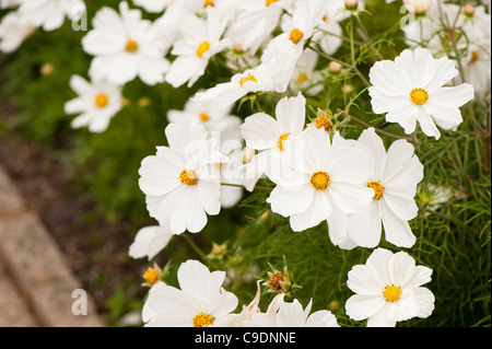 Cosmos bipinnatus 'pureté' en fleurs Banque D'Images