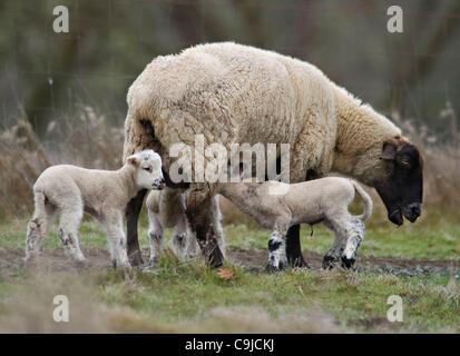 12 janvier 2012 - 1100, l'Oregon, États-Unis - une mère et trois moutons brebis agneaux nouveau-nés passent du temps dans un pâturage sur une exploitation agricole dans les régions rurales du comté de Douglas, en Orégon, près de 1100. Janvier et février sont les mois d'agnelage en milieu rural de l'Oregon. (Crédit Image : © Loznak ZUMAPRESS.com)/Robin Banque D'Images