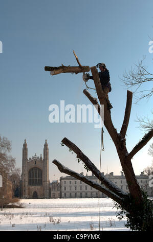 Cambridge, UK. 10 fév, 2012. Arbres sont coupés sur le site historique du dos à l'arrière du Kings College de Cambridge 10 février 2012. Les travaux ont commencé à enlever les arbres excédentaires pour éviter le surpeuplement et gérer le paysage. Banque D'Images