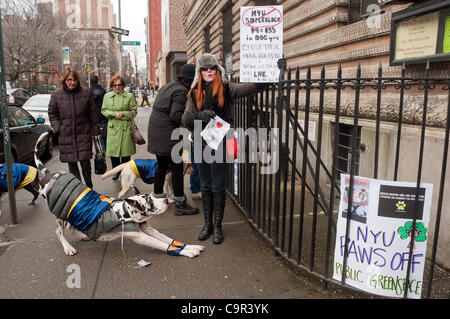 New York, NY - 11 Février 2012 Les chiens et leurs gardiens de mars le Mercer Houston chien courir à Judson Memorial Church, appelant à "Paws Off' à l'appui d'un rassemblement pour stopper l'extension du plan de 2031 de la NYU. Banque D'Images