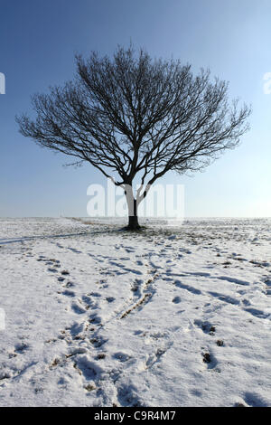 Empreintes et arbre isolé sur les pentes neigeuses de l'Epsom Downs Surrey England UK. 11/02/2012 Banque D'Images