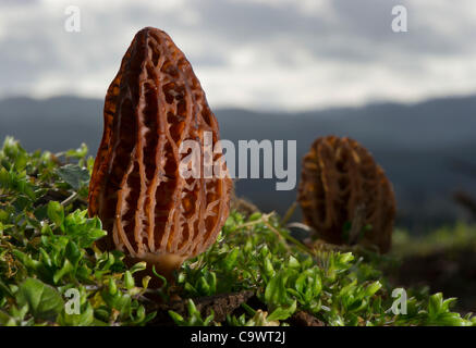 Le 26 février 2012 - Roseburg, Oregon, États-Unis - morilles sauvages poussent sur une colline dans les régions rurales du comté de Douglas, en Orégon, près de Roseburg. Morilles sont appréciés par les cuisiniers gastronomiques en particulier pour la cuisine française. La morille a beaucoup de noms de couleurs locales, aux États-Unis notamment molly moochers, Banque D'Images