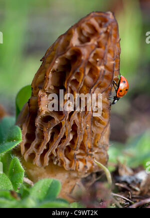 Le 26 février 2012 - Roseburg, Oregon, États-Unis - une coccinelle grimpe sur une morille sauvage poussant sur une colline dans les régions rurales du comté de Douglas, en Orégon, près de Roseburg. Morilles sont appréciés par les cuisiniers gastronomiques en particulier pour la cuisine française. La morille a beaucoup de noms de couleurs locales aux États-Unis en Banque D'Images