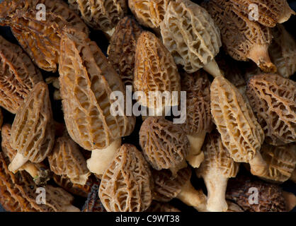 Le 26 février 2012 - Roseburg, Oregon, États-Unis - morilles sauvages fraîchement cueillis sont affichées sur une colline dans les régions rurales du comté de Douglas, en Orégon, près de Roseburg. Morilles sont appréciés par les cuisiniers gastronomiques en particulier pour la cuisine française. La morille a de nombreux noms locaux colorés dans l'United States inc Banque D'Images