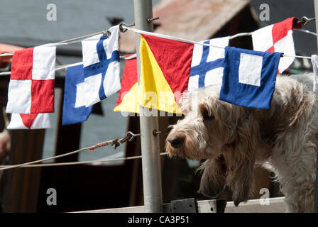 Battersea, Londres, Royaume-Uni. 02 Juin, 2012. Chien regardant les préparatifs de la cérémonie du jubilé de la Reine à travers les drapeaux sur la Tamise à Battersea Banque D'Images