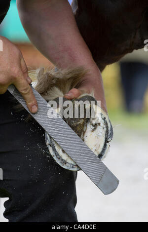 Mardi 5 juin, 2012 : Gypsy travellers maréchal-ferrant de ferrer son cheval, en route vers le fin est tombé, Sedbergh. Un voyageur participant à la foire aux chevaux annuelle Appleby, Cumbria, Royaume-Uni Banque D'Images