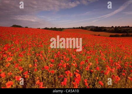 Domaine de coquelicots rouges dans Blackstone Farm près de Bewdley, Worcs UK Banque D'Images