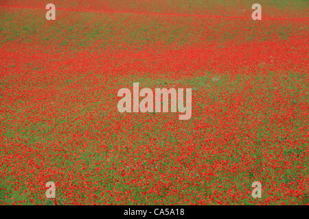 Domaine de coquelicots rouges dans Blackstone Farm près de Bewdley, Worcs UK Banque D'Images