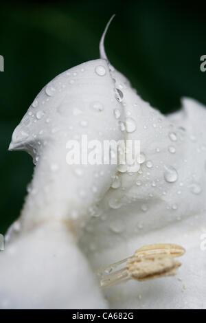 15 juin 2012 - Fort Worth, Texas, USA - Le 15 juin 2012. Ft. Worth, TX. USA. Une fleur de datura est couvert par la pluie gouttes après une matinée de pluie en Amérique du Texas le vendredi. Il y a un an, la région était au milieu d'une sécheresse record cette année, une semaine de tempêtes de pluie a commencé le mois de Banque D'Images