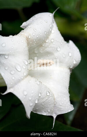 15 juin 2012 - Fort Worth, Texas, USA - Le 15 juin 2012. Ft. Worth, TX. USA. Une fleur de datura est couvert par la pluie gouttes après une matinée de pluie en Amérique du Texas le vendredi. Il y a un an, la région était au milieu d'une sécheresse record cette année, une semaine de tempêtes de pluie a commencé le mois de Banque D'Images