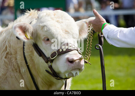 Le Lincolnshire Events Center, UK, 20 juin 2012. Concurrents dans l'un des joints toriques de bétail le jour de l'ouverture de la 2012 Lincolnshire Show Banque D'Images