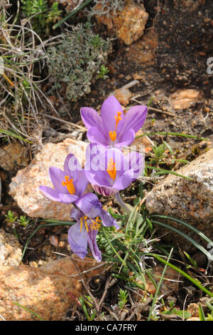 La fleur de safran (Crocus sativus) dans l'île de Razzoli,Sardaigne, Italie Banque D'Images