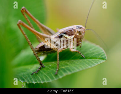 23 juin 2012 - Roseburg, Oregon, États-Unis - une petite sauterelle immatures s'accroche à une feuille de trèfle dans un pâturage sur un ranch près de Roseburg. (Crédit Image : © Loznak ZUMAPRESS.com)/Robin Banque D'Images