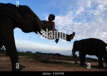 Mar 02, 2004 ; Way Kambas, Lampung, l'Indonésie, l'Indonésie, l'école pour l'éléphant sauvage à Way Kambas National Park. Les éléphants sauvages qui chatched par les villageois à cette région, formés pour être en mesure d'être ÔmenghalauÕ ou éléphants sauvages de la terre peopleÕs et sont des attractions touristiques pour une circonscription