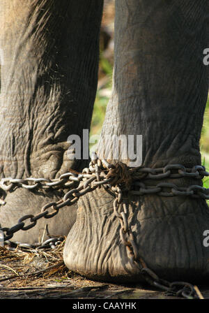 Mar 02, 2004 ; Way Kambas, Lampung, l'Indonésie, l'Indonésie, l'école pour l'éléphant sauvage à Way Kambas National Park. Les éléphants sauvages qui chatched par les villageois à cette région, formés pour être en mesure d'être ÔmenghalauÕ ou éléphants sauvages de la terre peopleÕs et sont des attractions touristiques pour une circonscription