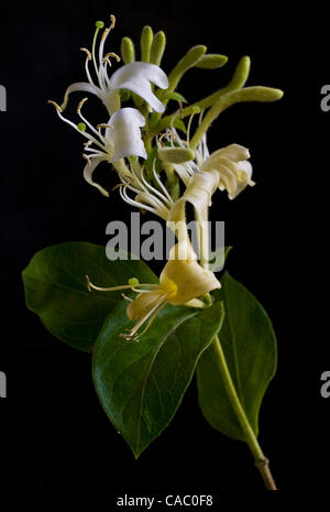 19 juin 2010 - Fort Worth, Texas, États-Unis - un petit bouquet de fleurs de chèvrefeuille (crédit Image : © ZUMA/ZUMApress.com) Ralph Lauer Banque D'Images