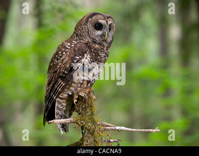 12 juillet 2010 - Roseburg, Oregon, États-Unis - une espèce en voie d'Chouette tachetée du nord sauvage perches dans un arbre dans une ancienne section de la croissance d'une forêt située sur le Bureau de la gestion des terres propriété près de Roseburg. La chouette, son compagnon, et les jeunes sont surveillés par des biologistes fédéraux de la BLM. La population de la très Banque D'Images