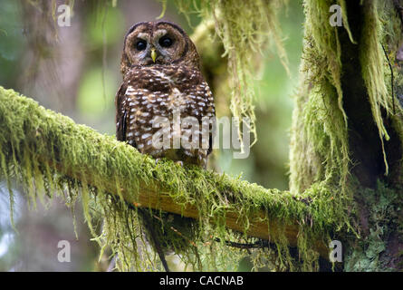 12 juillet 2010 - Roseburg, Oregon, États-Unis - une espèce en voie d'Chouette tachetée du nord sauvage perches dans un arbre dans une ancienne section de la croissance d'une forêt située sur le Bureau de la gestion des terres propriété près de Roseburg. La chouette, son compagnon, et les jeunes sont surveillés par des biologistes fédéraux de la BLM. La population de la très Banque D'Images