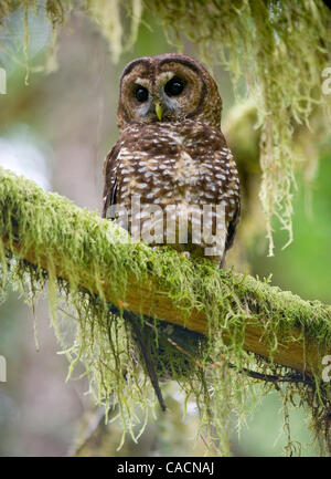 12 juillet 2010 - Roseburg, Oregon, États-Unis - une espèce en voie d'Chouette tachetée du nord sauvage perches dans un arbre dans une ancienne section de la croissance d'une forêt située sur le Bureau de la gestion des terres propriété près de Roseburg. La chouette, son compagnon, et les jeunes sont surveillés par des biologistes fédéraux de la BLM. La population de la très Banque D'Images